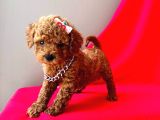 Mini boy sevimli toy poodle yavrular 