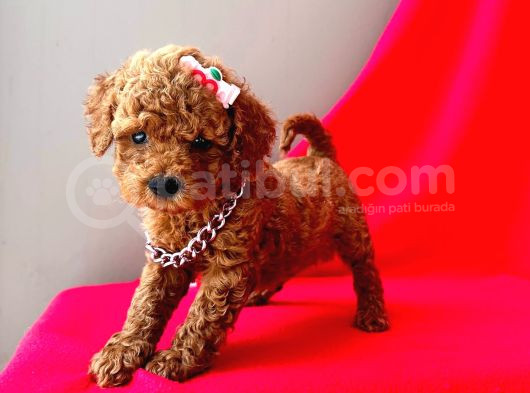 Mini Boy Sevimli Toy Poodle Yavrular 