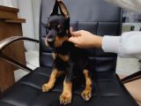 Çiftliğimizden Dev Doberman Yavrularımız