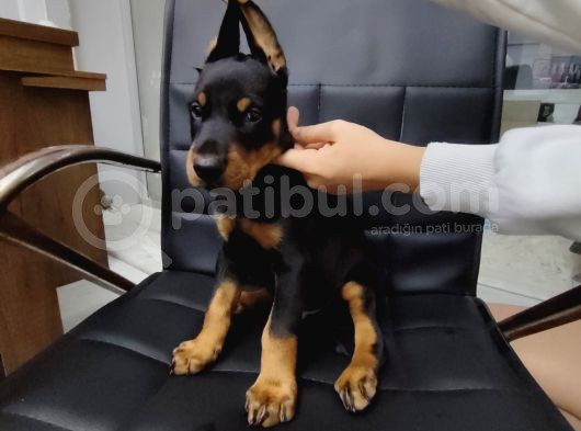 Çiftliğimizden Dev Doberman Yavrularımız görsel