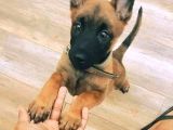 Özel Polis Köpeği Belçika Malinois Kurdu Yavrularımız