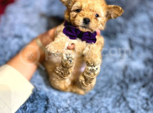 Poodle Ayarında F2 Maltipoo Yavrumuz görsel