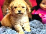 Poodle Ayarında F2 Maltipoo Yavrumuz