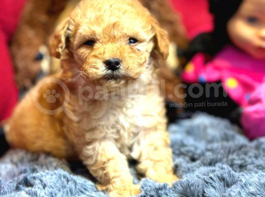 Poodle Ayarında F2 Maltipoo Yavrumuz