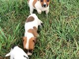 Çiftliğimizden A Kalite Jack Russell Yavrular
