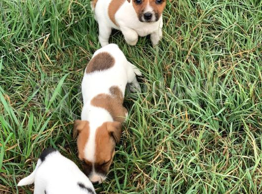 Çiftliğimizden A Kalite Jack Russell Yavrular görsel
