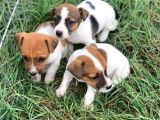Çiftliğimizden A Kalite Jack Russell Yavrular