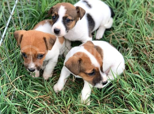 Çiftliğimizden A Kalite Jack Russell Yavrular