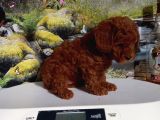 Çok Tatlı Dişi Toy Poodle Yavrusu