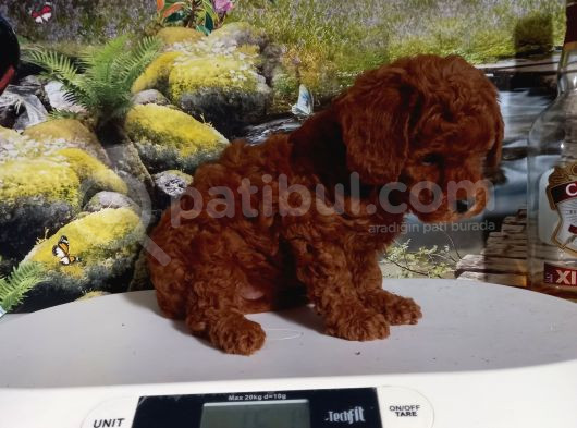 Çok Tatlı Dişi Toy Poodle Yavrusu görsel