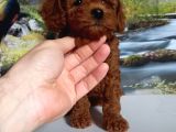 Çok Tatlı Dişi Toy Poodle Yavrusu