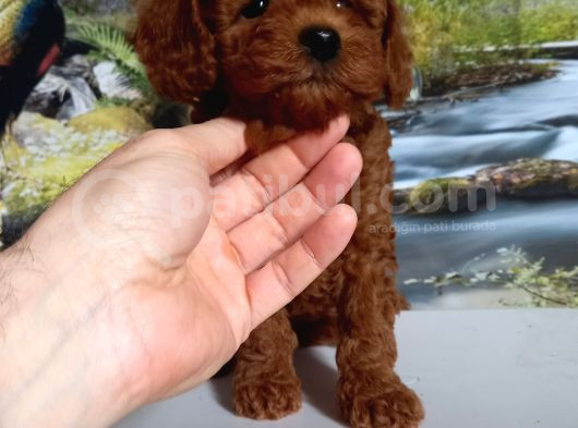 Çok Tatlı Dişi Toy Poodle Yavrusu görsel