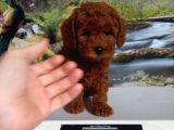 Çok Tatlı Dişi toy poodle yavrusu