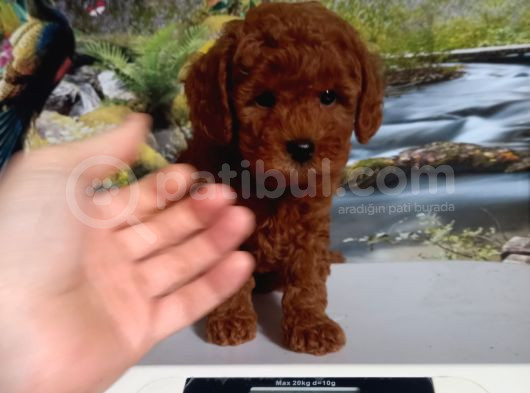 Çok Tatlı Dişi Toy Poodle Yavrusu