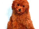 Tooy poodle cinsi kıpkırmızı Red mini Boy 