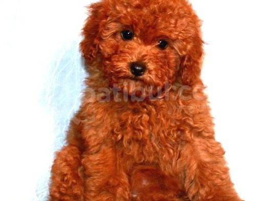 Tooy Poodle Cinsi Kıpkırmızı Red Mini Boy 