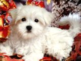 Maltesse Terrier Cinsi Mini Boy Puppy Kar Beyaz 