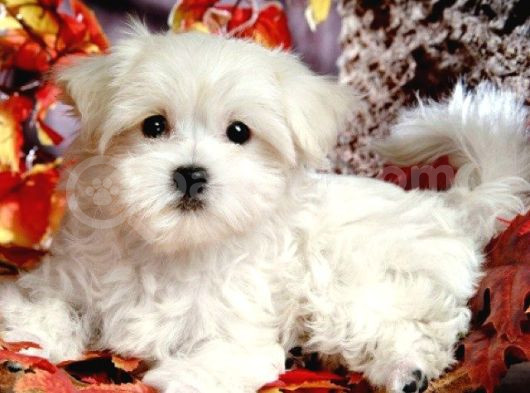 Maltesse Terrier Cinsi Mini Boy Puppy Kar Beyaz  görsel