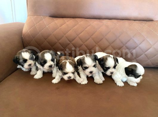 Sağlık Ve Irk Garantisi Altında Shih Tzu Yavrularımız görsel