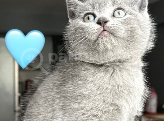 Ayicik Surat Bri̇ti̇sh Shorthai̇r Yavrularimiz görsel