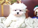 Maltesse terrier cinsi mini Boy Puppy Kar beyaz 