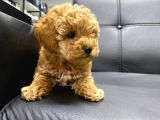 Red Toy Poodle Bebekler