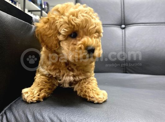 Red Toy Poodle Bebekler görsel