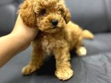 Red Toy Poodle Bebekler