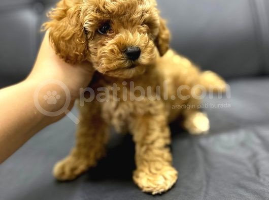 Red Toy Poodle Bebekler görsel