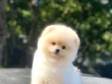 Üst Kalite Pomeranian Boo Orjinal Erkek Ve Dişi