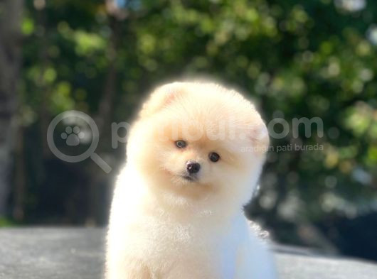 Üst Kalite Pomeranian Boo Orjinal Erkek Ve Dişi görsel