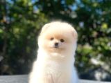 Üst Kalite Pomeranian Boo Orjinal Erkek Ve Dişi