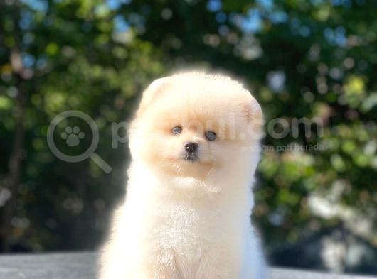 Üst Kalite Pomeranian Boo Orjinal Erkek Ve Dişi görsel