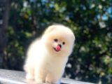 Üst Kalite Pomeranian Boo Orjinal Erkek Ve Dişi