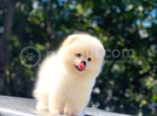 Üst Kalite Pomeranian Boo Orjinal Erkek Ve Dişi görsel