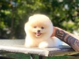 Üst Kalite Pomeranian Boo Orjinal Erkek Ve Dişi