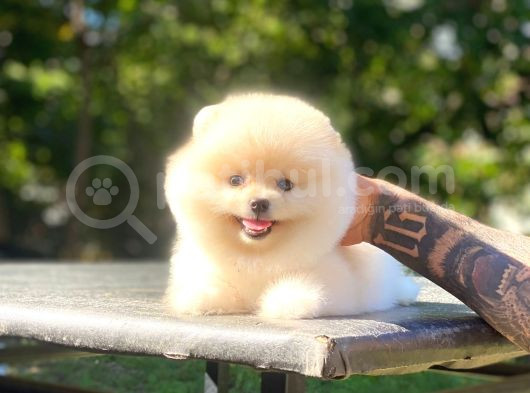 Üst Kalite Pomeranian Boo Orjinal Erkek Ve Dişi görsel