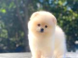 Üst Kalite Pomeranian Boo Orjinal Erkek Ve Dişi