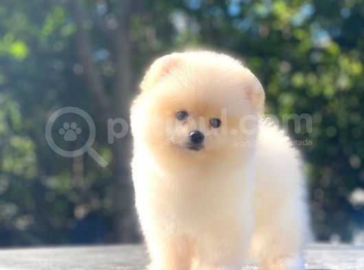 Üst Kalite Pomeranian Boo Orjinal Erkek Ve Dişi görsel