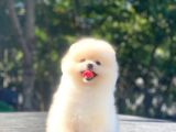 Üst Kalite Pomeranian Boo Orjinal Erkek ve dişi