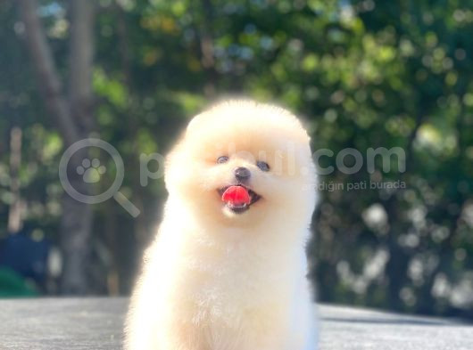 Üst Kalite Pomeranian Boo Orjinal Erkek Ve Dişi