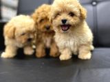 Poodle ayarında maltipo bebekler