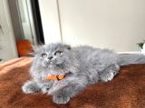 Pofuduk Scottish Fold Longhair Blue