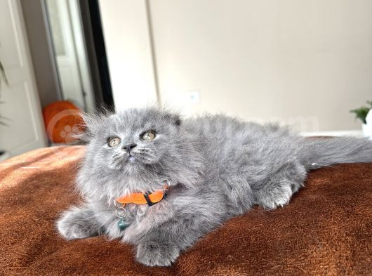 Pofuduk Scottish Fold Longhair Blue görsel