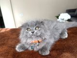 Pofuduk Scottish Fold Longhair Blue