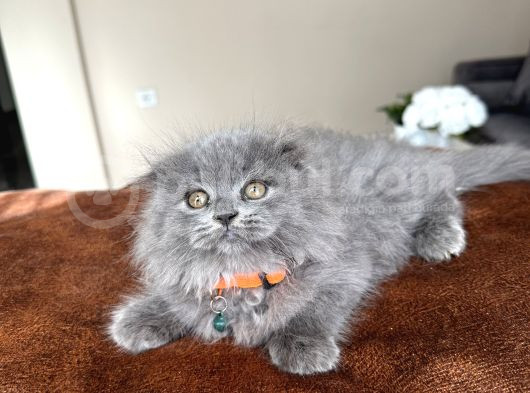 Pofuduk Scottish Fold Longhair Blue görsel