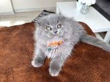 Pofuduk Scottish Fold Longhair Blue