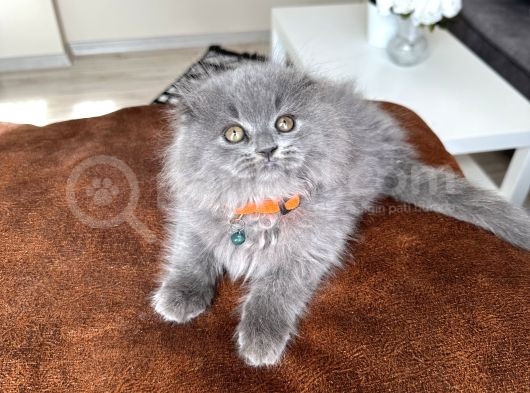 Pofuduk Scottish Fold Longhair Blue görsel