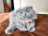 Pofuduk Scottish Fold Longhair Blue