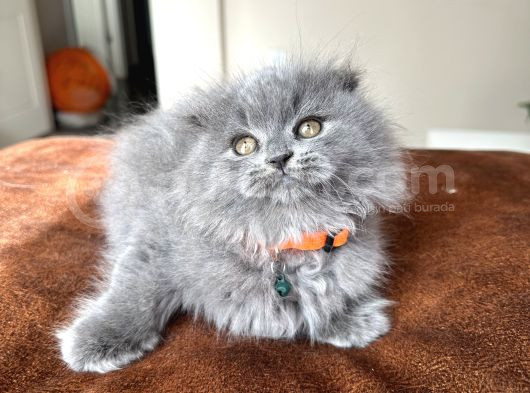 Pofuduk Scottish Fold Longhair Blue